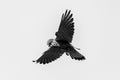 Male kestrel bird of prey, Falco tinnunculus, hovering hunting for prey Royalty Free Stock Photo