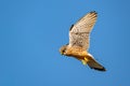 Male kestrel bird of prey, Falco tinnunculus, hovering hunting for prey Royalty Free Stock Photo