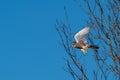 Male kestrel bird of prey, Falco tinnunculus, in flight Royalty Free Stock Photo