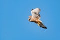 Male kestrel bird of prey, Falco tinnunculus, hovering hunting for prey