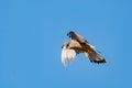 Male kestrel bird of prey, Falco tinnunculus, hovering hunting for prey Royalty Free Stock Photo