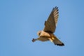 Male kestrel bird of prey, Falco tinnunculus, hovering hunting for prey Royalty Free Stock Photo