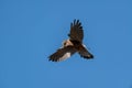 Male kestrel bird of prey, Falco tinnunculus, hovering hunting for prey Royalty Free Stock Photo