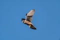 Male kestrel bird of prey, Falco tinnunculus, hovering hunting for prey Royalty Free Stock Photo