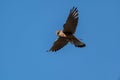 Male kestrel bird of prey, Falco tinnunculus, hovering hunting for prey Royalty Free Stock Photo