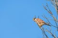 Male kestrel bird of prey, Falco tinnunculus, in flight Royalty Free Stock Photo