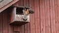 The male Kestrel deliver a fresh vole