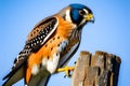 Male kestrel (Falco tinnunculus) perched on a post. Generative AI