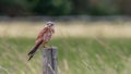 The male Kestrel on his watch