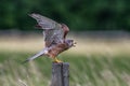 The male Kestrel on his way