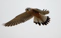 Male kestrel hovering with wings facing down