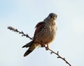 Male kestrel hunting from perch