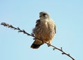 Male kestrel on perch against blue sky