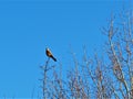 Male kestrel perched on a bare branch