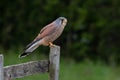 Male kestrel perched