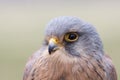 Male kestrel portrait