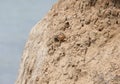 The male Kestrel sits on a high cliff