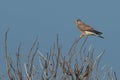 Male kestrel on a twig