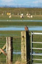 Male Kestrel on wooden fence post by gate