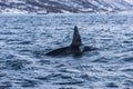 Male Killer whale Norway