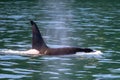 Male killer whale orca in Kenai Fjords National Park in Seward Alaska USA