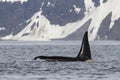 Male killer whale who swims against the backdrop of Bering