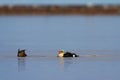 Male King Eider duck watching while female Eider duck is foraging Royalty Free Stock Photo