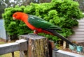 Male King Parrot on a Fence Royalty Free Stock Photo