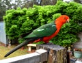 Male King Parrot on a Fence Royalty Free Stock Photo