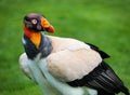 Male King Vulture Bird Royalty Free Stock Photo