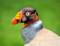 Male King Vulture Bird - Portrait Close Up Royalty Free Stock Photo