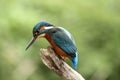 Male Kingfisher - alcedo atthis