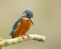 Male Kingfisher - alcedo atthis Royalty Free Stock Photo