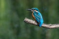 Male kingfisher, alcedo atthis, perched on a branch Royalty Free Stock Photo