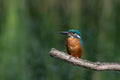 Male kingfisher, alcedo atthis, perched on a branch Royalty Free Stock Photo