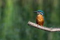 Male kingfisher, alcedo atthis, perched on a branch Royalty Free Stock Photo