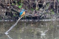 The male Kingfisher Alcedo atthis sits on a twig Royalty Free Stock Photo