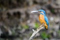 The male Kingfisher Alcedo atthis sits on a twig Royalty Free Stock Photo