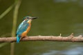 Male kingfisher Alcedo atthis still in a perch Royalty Free Stock Photo