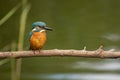 Male kingfisher Alcedo atthis still in a perch Royalty Free Stock Photo