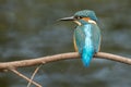 Male kingfisher Alcedo atthis still in a perch Royalty Free Stock Photo