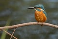 Male kingfisher Alcedo atthis still in a perch Royalty Free Stock Photo