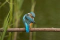Male kingfisher Alcedo atthis still in a perch Royalty Free Stock Photo
