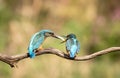 Male kingfisher feeding the female kingfisher Royalty Free Stock Photo