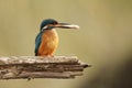 Male Kingfisher with fish