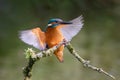 Male kingfisher landing Royalty Free Stock Photo