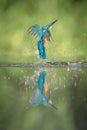 Male Kingfisher Royalty Free Stock Photo