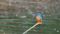 Male Kingfisher on May Bank Holiday Royalty Free Stock Photo