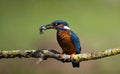 Male kingfisher perched and fishing