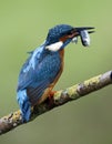 Male kingfisher perching with caught fish